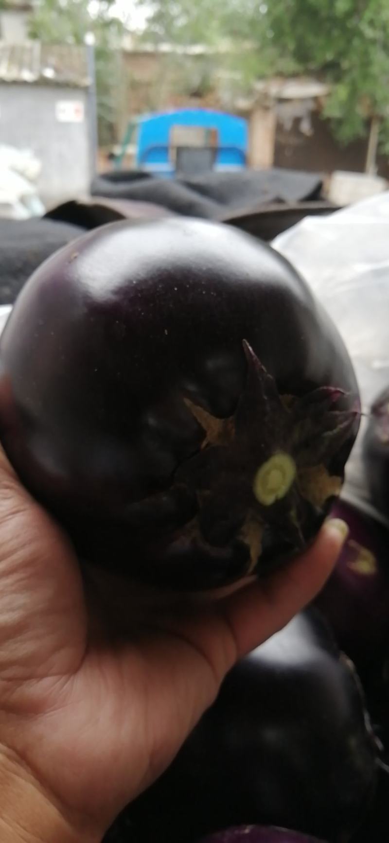 圆茄.大棚圆茄色泽黒亮.货源充足.…