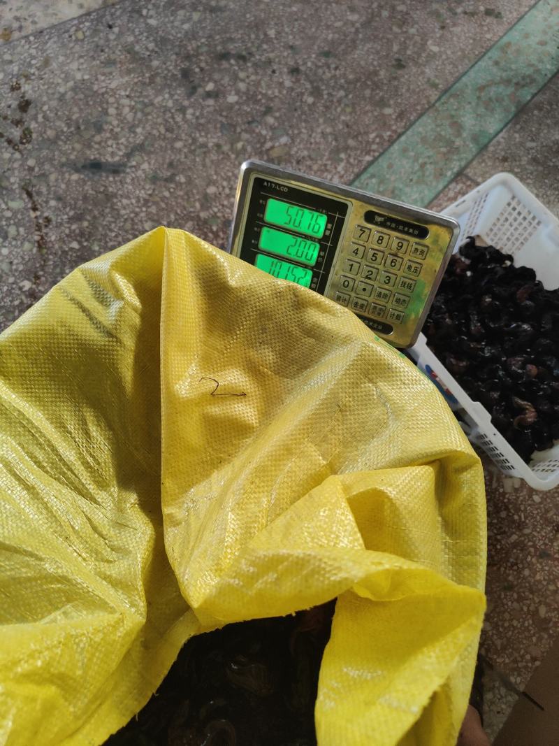 湖南蜕皮老菱角新鲜乌菱角自然成熟生吃脆甜熟吃粉糯香凌角