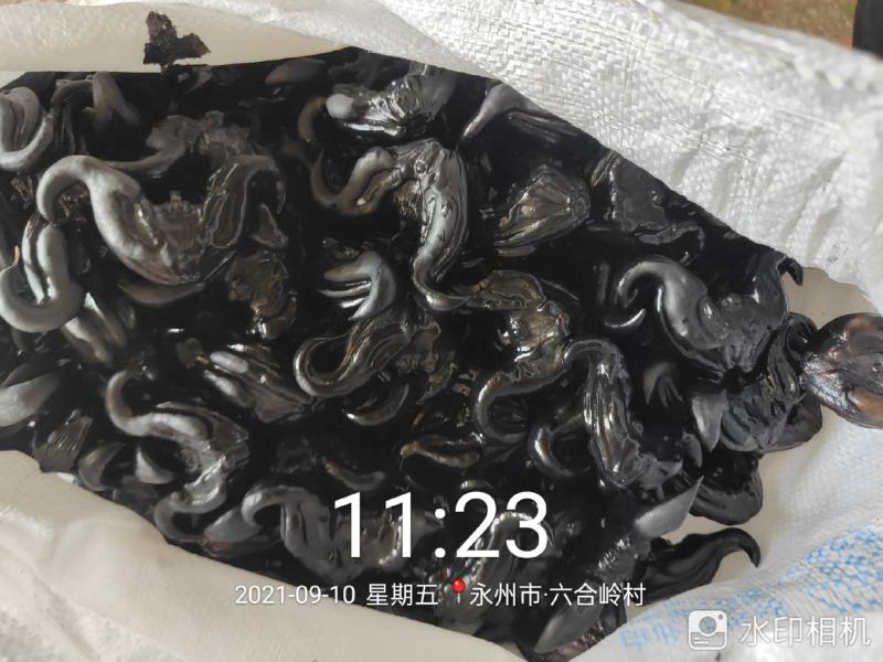 湖南蜕皮老菱角新鲜乌菱角自然成熟生吃脆甜熟吃粉糯香凌角