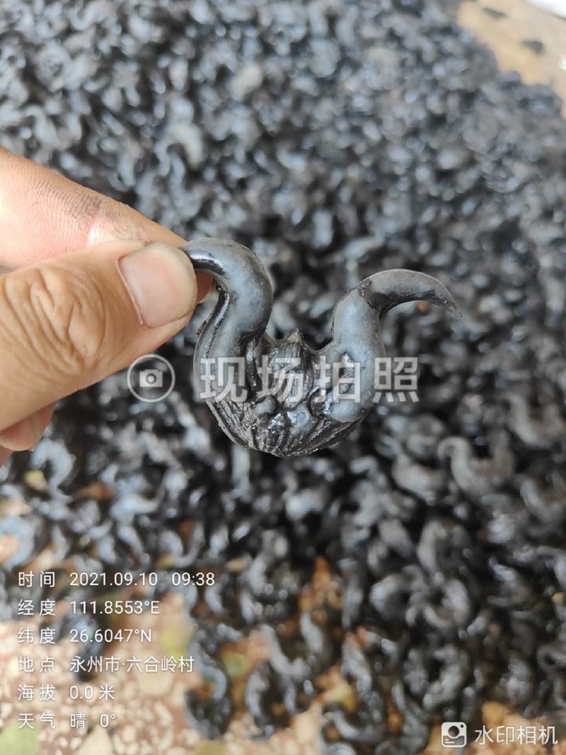 湖南蜕皮老菱角新鲜乌菱角自然成熟生吃脆甜熟吃粉糯香凌角