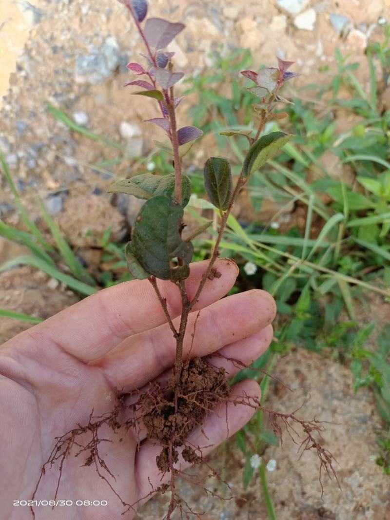 红继木芽苗