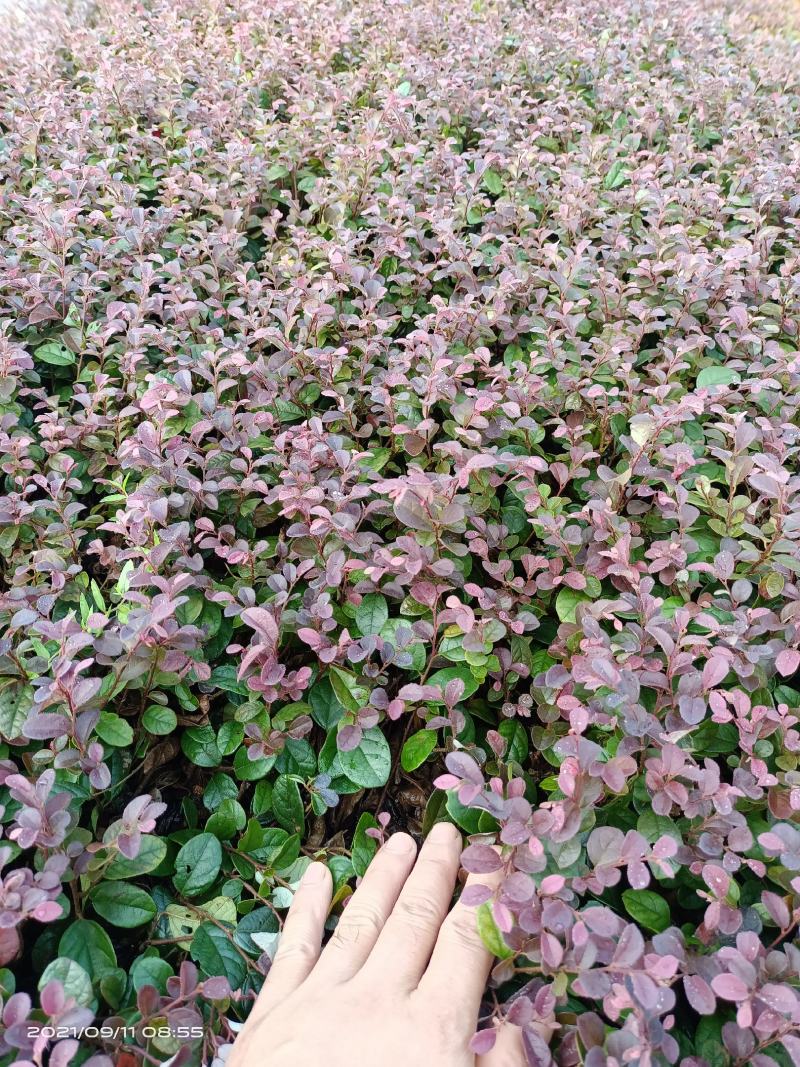 红继木芽苗