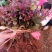 红继木芽苗
