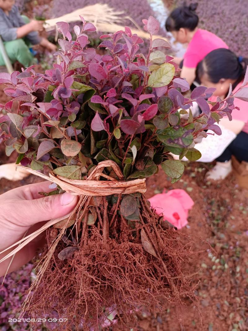 红继木芽苗
