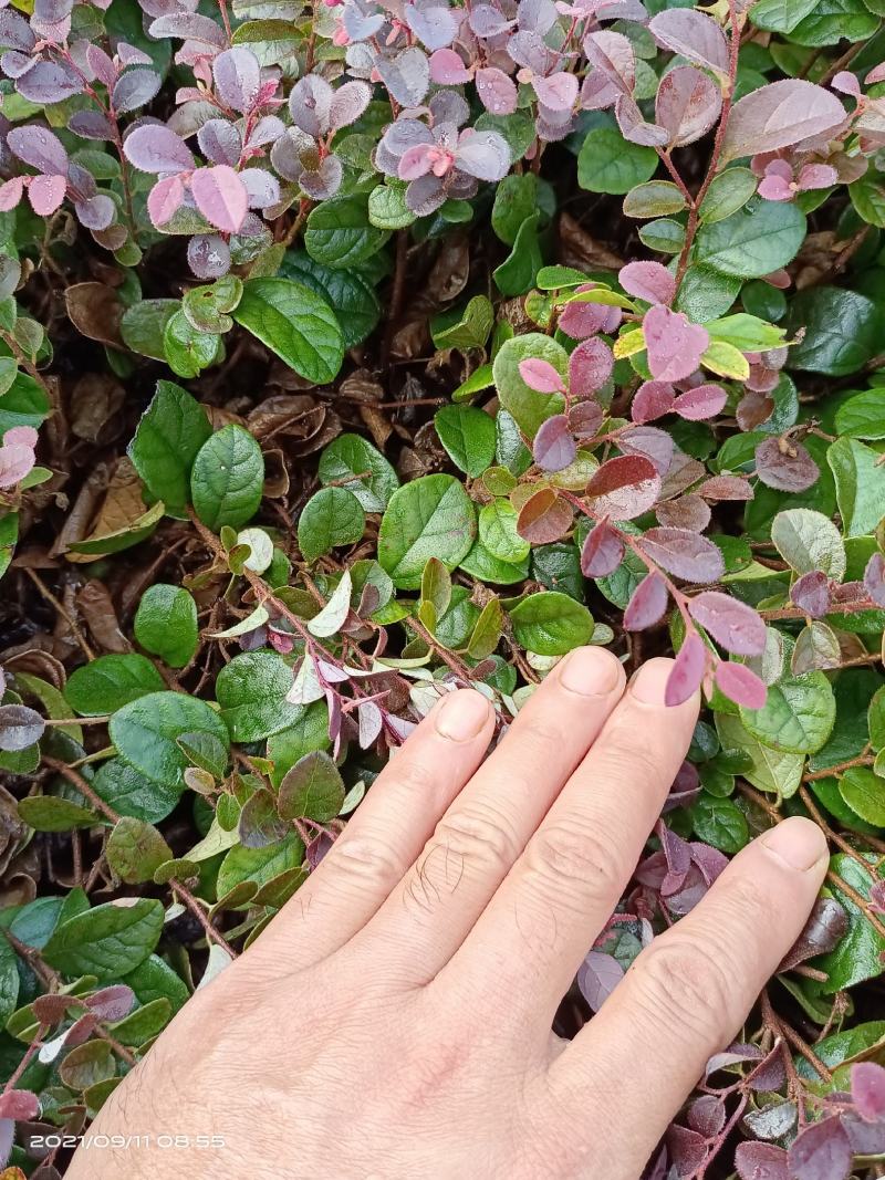 红继木芽苗