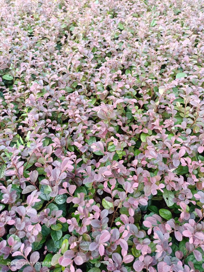 红继木芽苗
