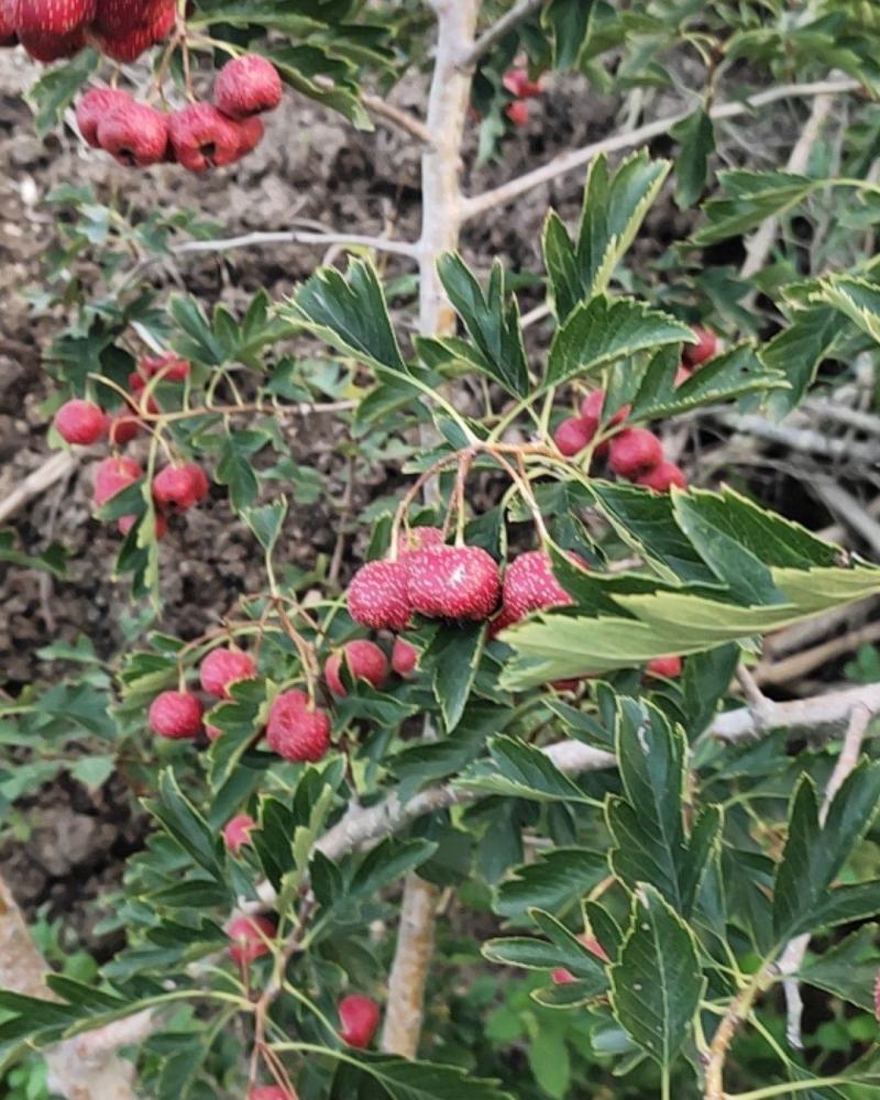 山东临沂费县沂蒙山区精品甜红子山楂大量上市中欢迎老板提前订购