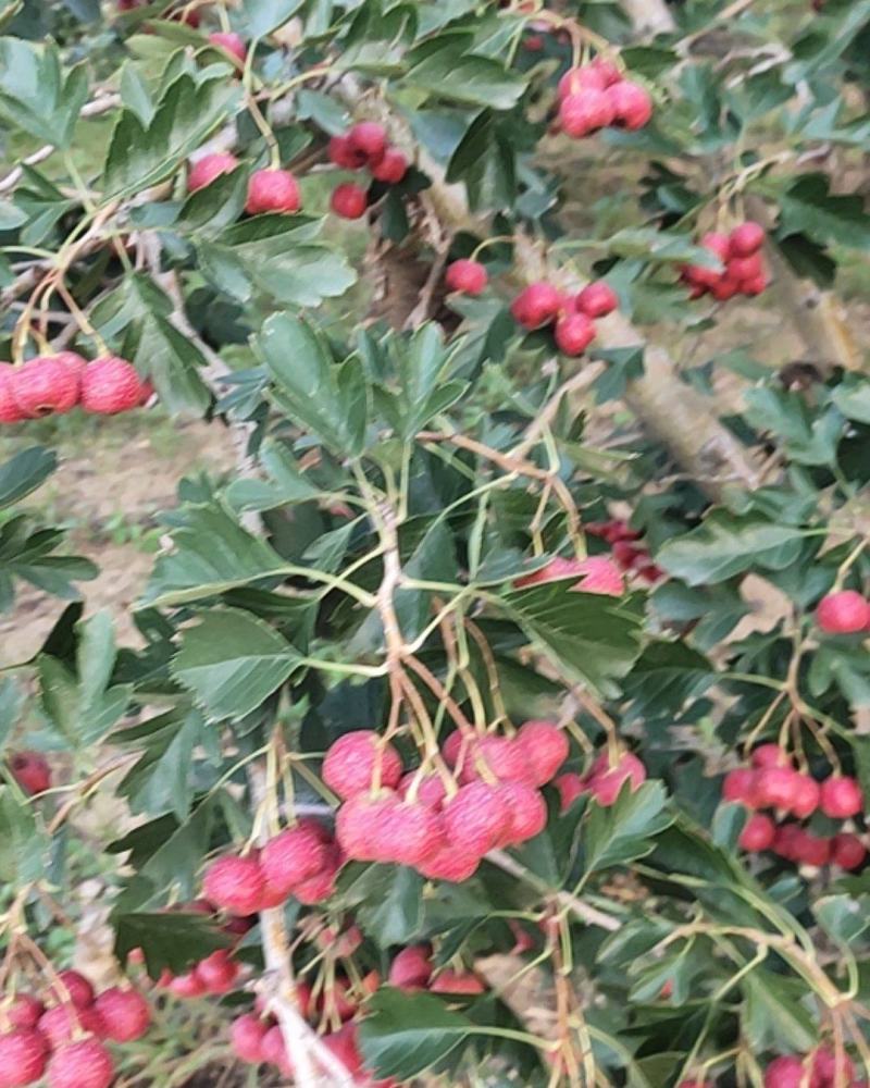 山东临沂费县沂蒙山区精品甜红子山楂大量上市中欢迎老板提前订购