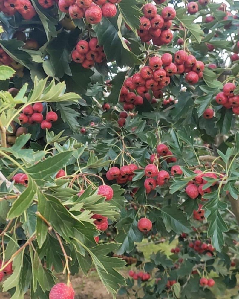 山东临沂费县沂蒙山区精品甜红子山楂大量上市中欢迎老板提前订购