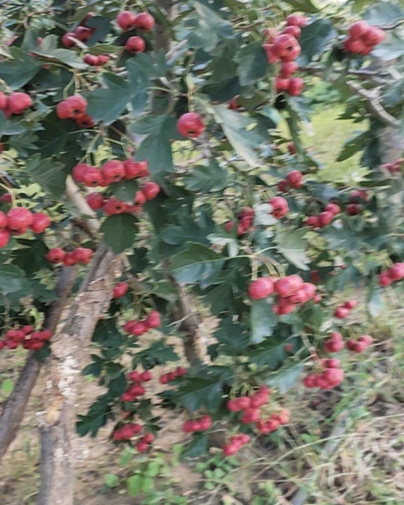 山东临沂费县沂蒙山区精品甜红子山楂大量上市中欢迎老板提前订购