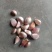 红根蒜苗种子大量供货中，苗子粗壮，亩产量高。