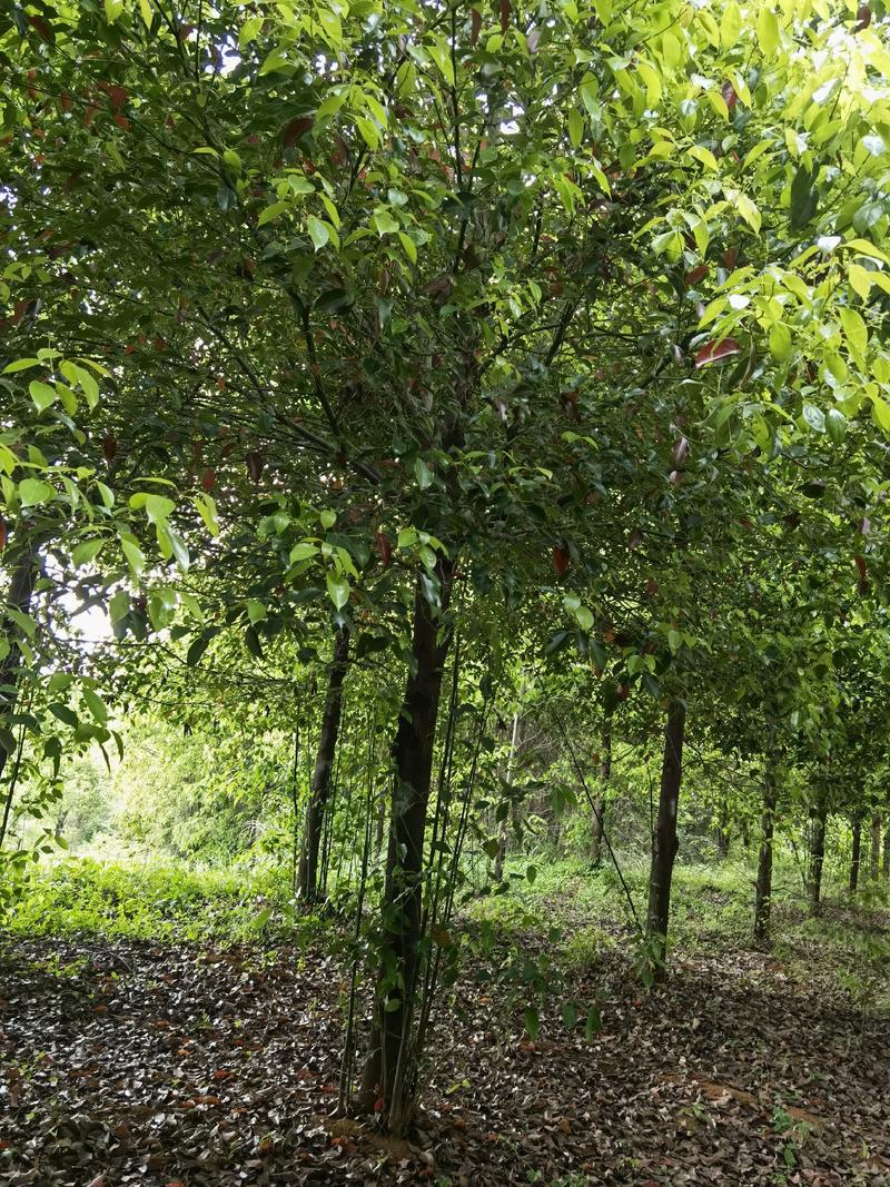 15公分全冠樟树，常年销售，产地直发，正在热卖