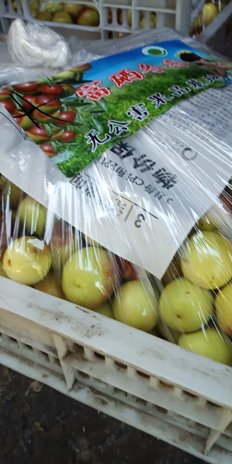 天津冬枣陆续上市啦！产地果农！