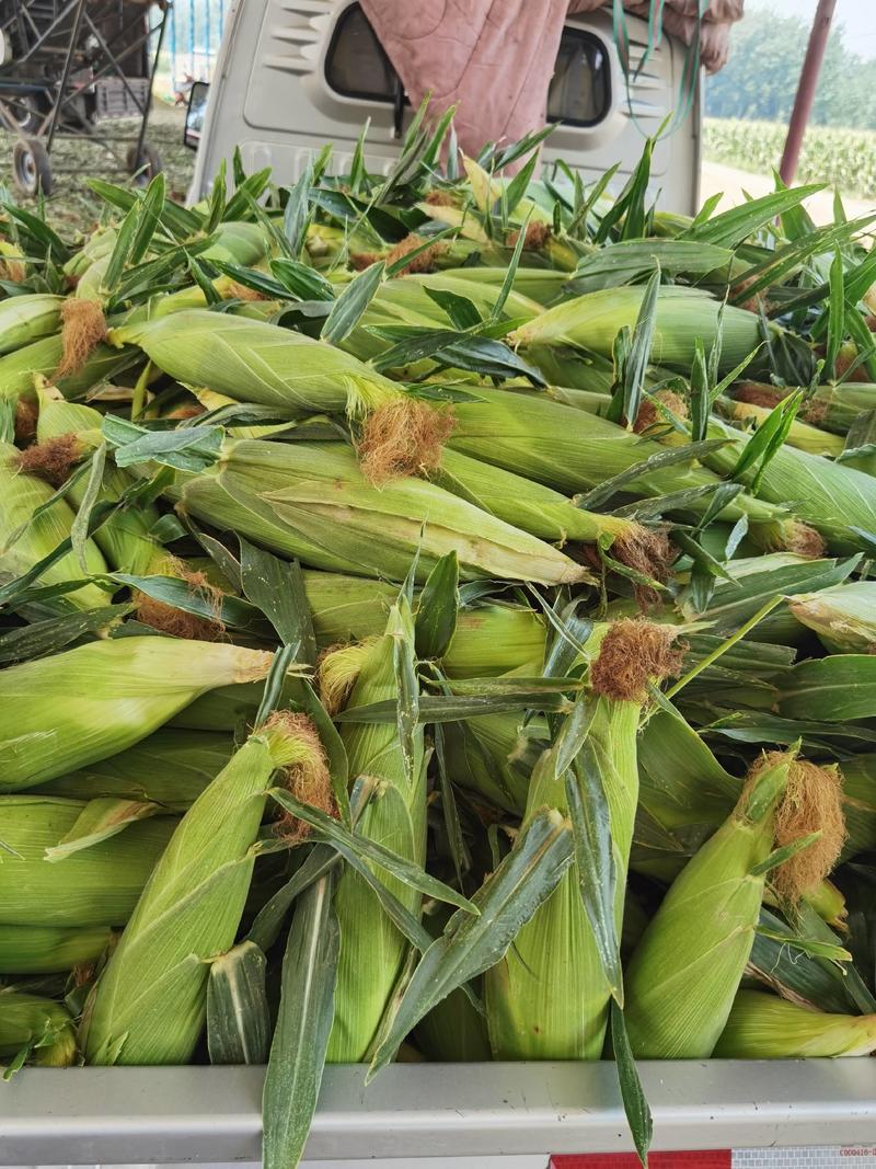 彩糯玉米种子口感好产量高质量保证玉米粗壮均匀