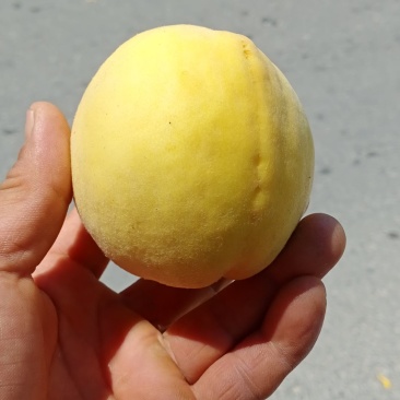 高山黄桃脆甜多汁质量保证可视频看货