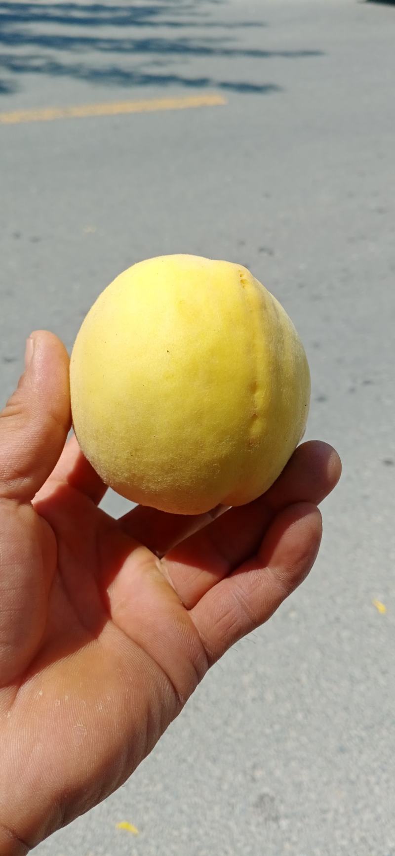 高山黄桃脆甜多汁质量保证可视频看货