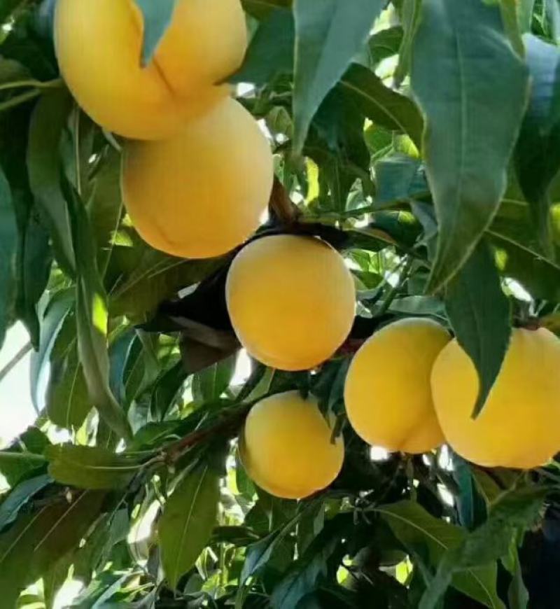 高山黄桃脆甜多汁质量保证可视频看货