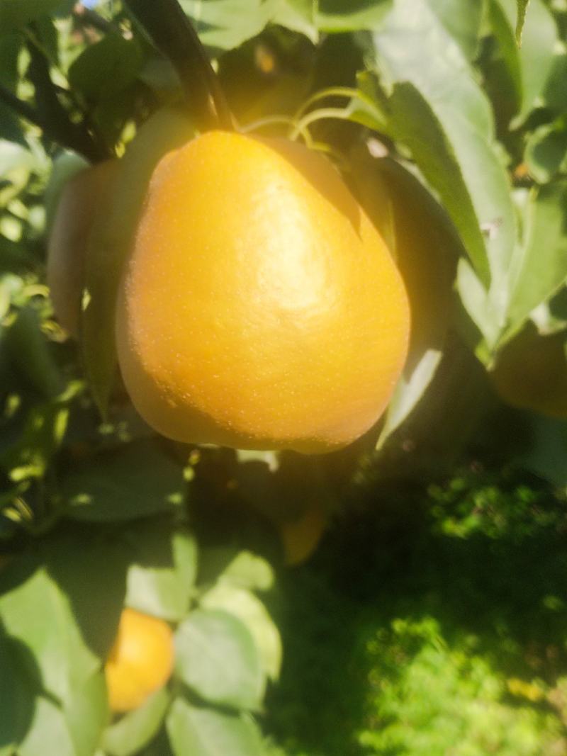 金脆香梨口感好，糖度高，水分足