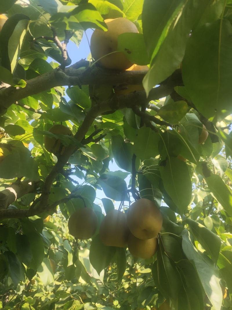 金脆香梨口感好，糖度高，水分足