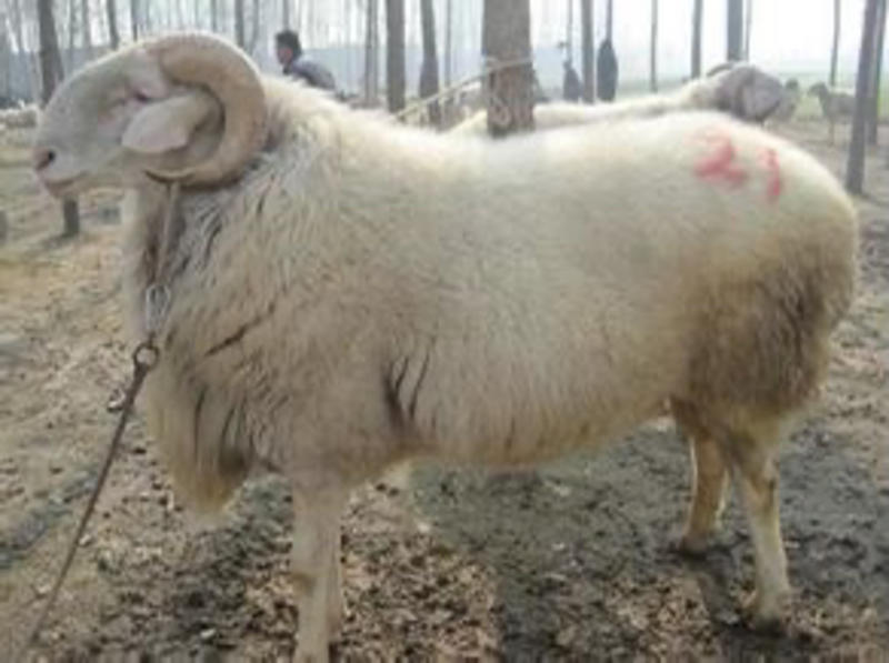 出售小尾寒羊种公羊厂家直销全国送货到家