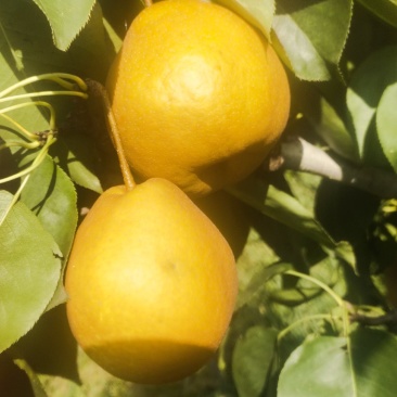 金脆香梨，口感好，糖度高，水分足