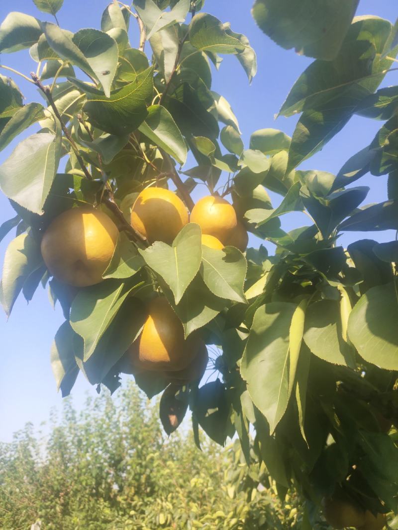金脆香梨，口感好，糖度高，水分足