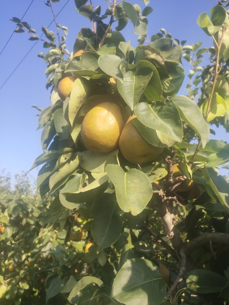 金脆香梨，口感好，糖度高，水分足