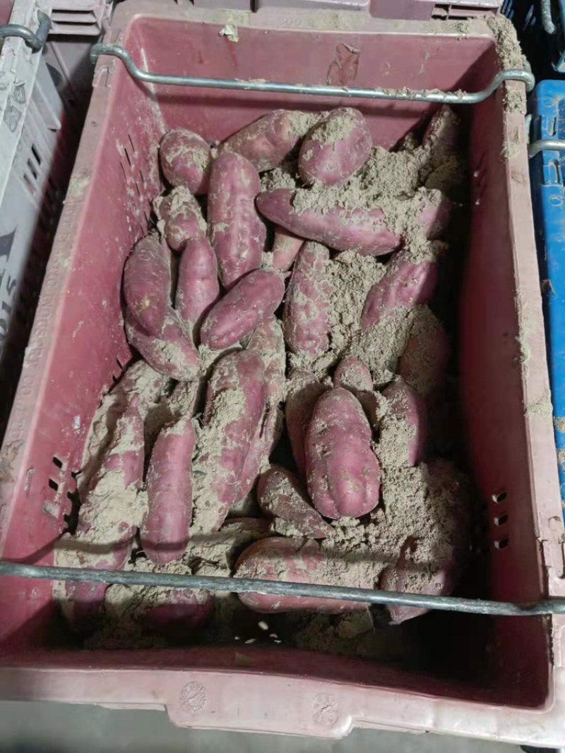 桥头地瓜次果，鸣门金时高系14货稳常年供应