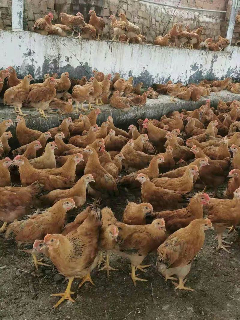 童鸡灵山童阉鸡各种童鸡放养