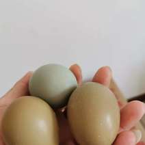 野鸡蛋，养殖场直供，无中间商，量大，常年供应不断货！