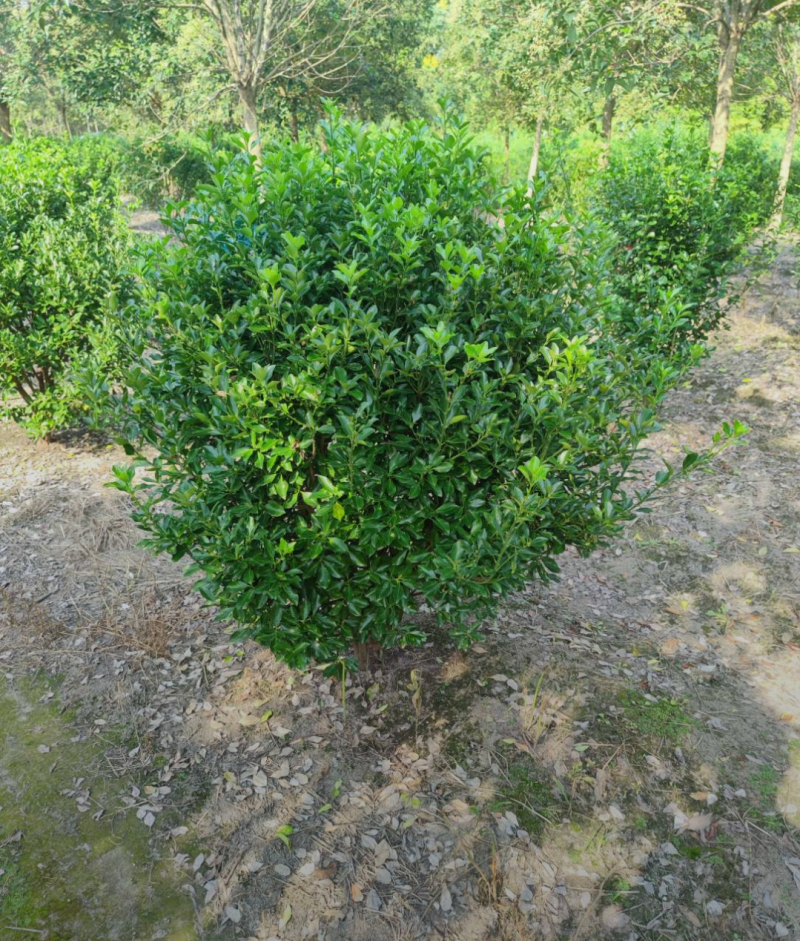 大叶黄杨球120/150/180规格齐全成活率高价格优惠