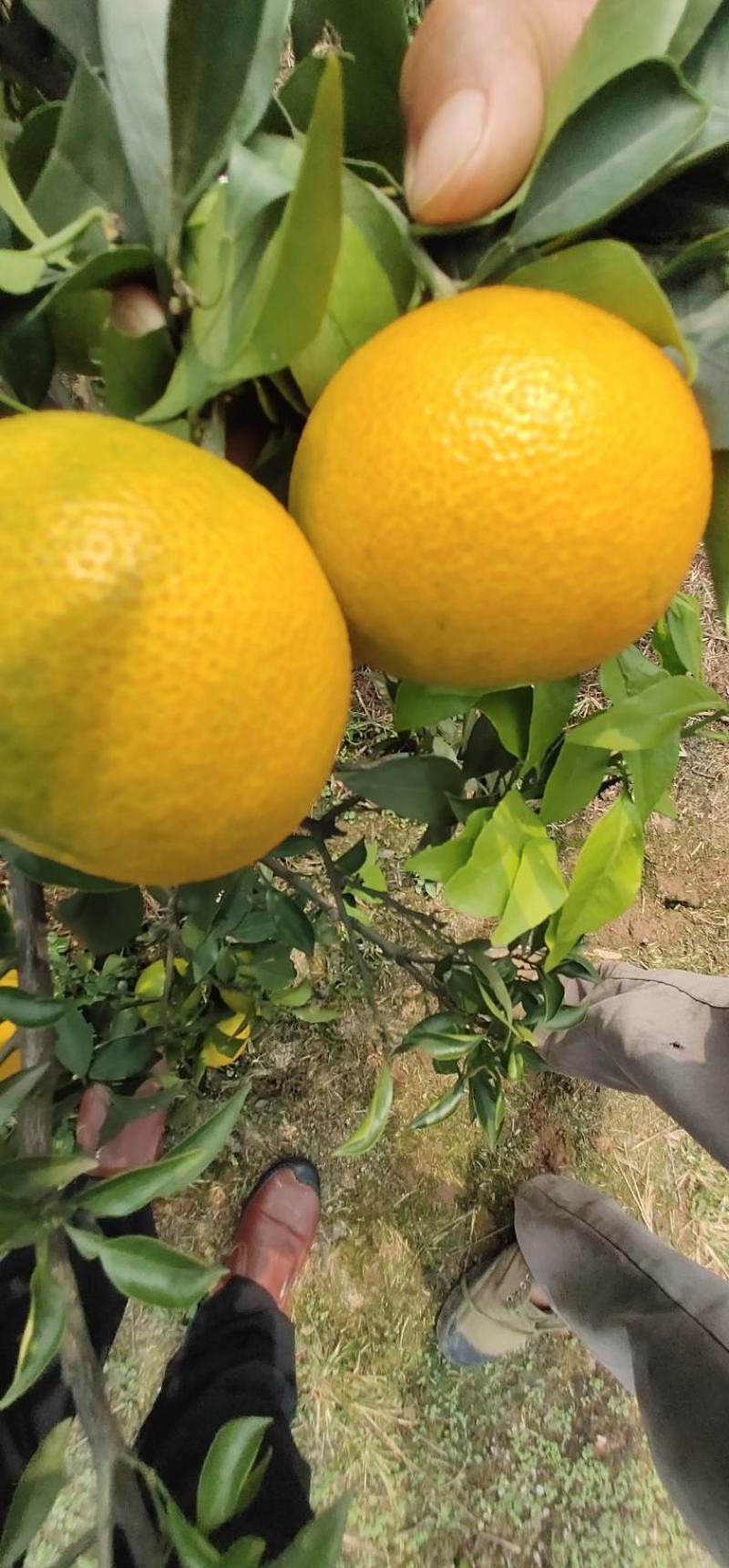 蜜橘