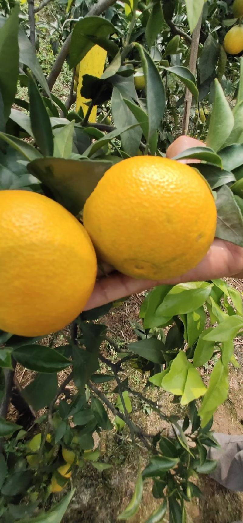 蜜橘