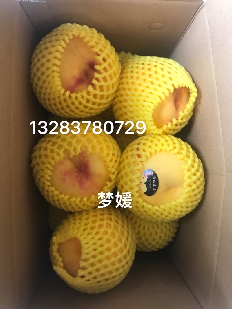 黄金蜜桃我们有五百多亩均可上市有需要的联系我