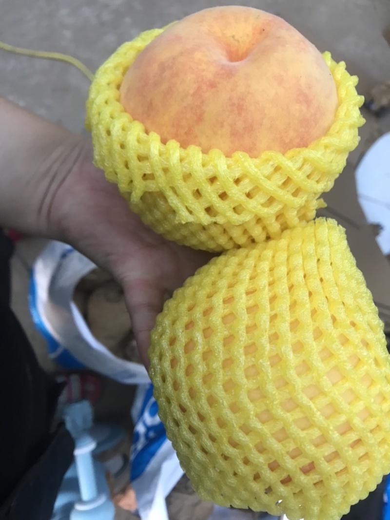 黄金蜜桃我们有五百多亩均可上市有需要的联系我