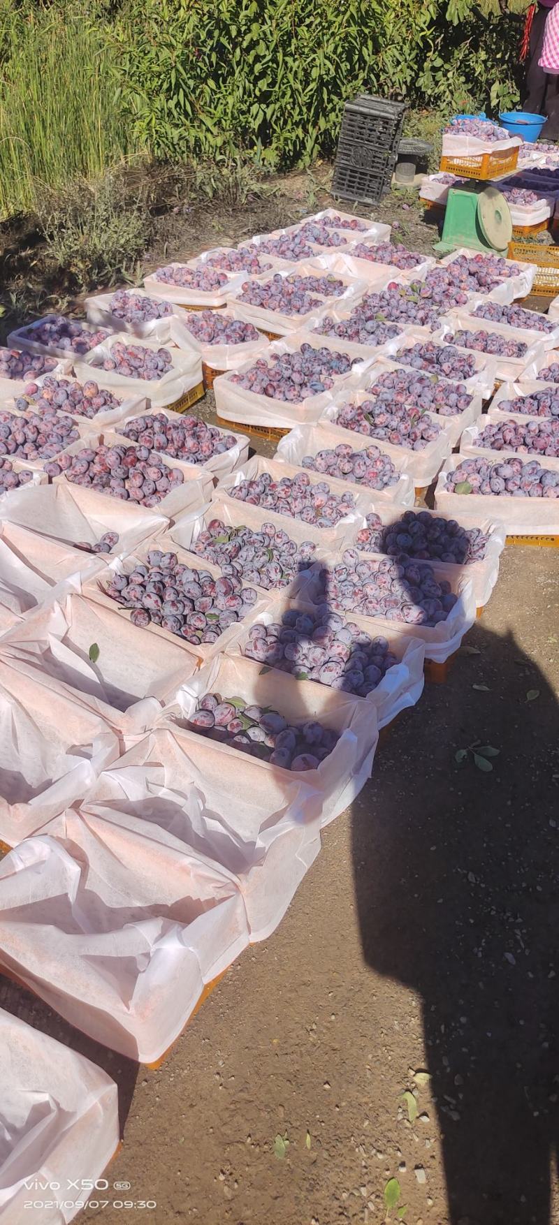 新疆喀什精品发兰西西梅，15克以上自家果园