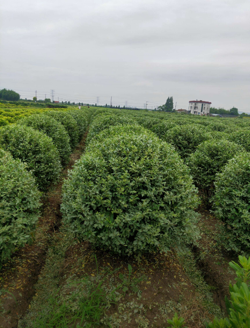 水蜡球60/80/100高度规格齐全成活率高价格优惠