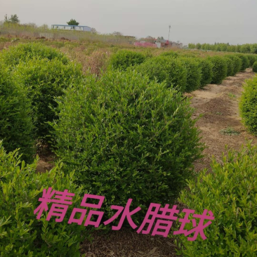 水蜡球60/80/100高度规格齐全成活率高价格优惠