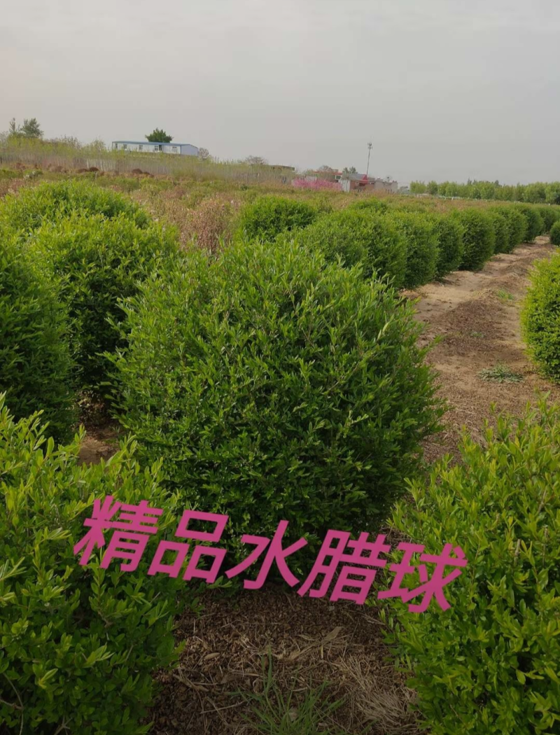 水蜡球60/80/100高度规格齐全成活率高价格优惠