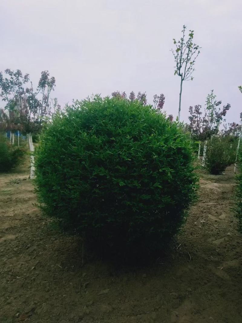 水蜡球120/150/180高度规格齐全成活率高价格优惠