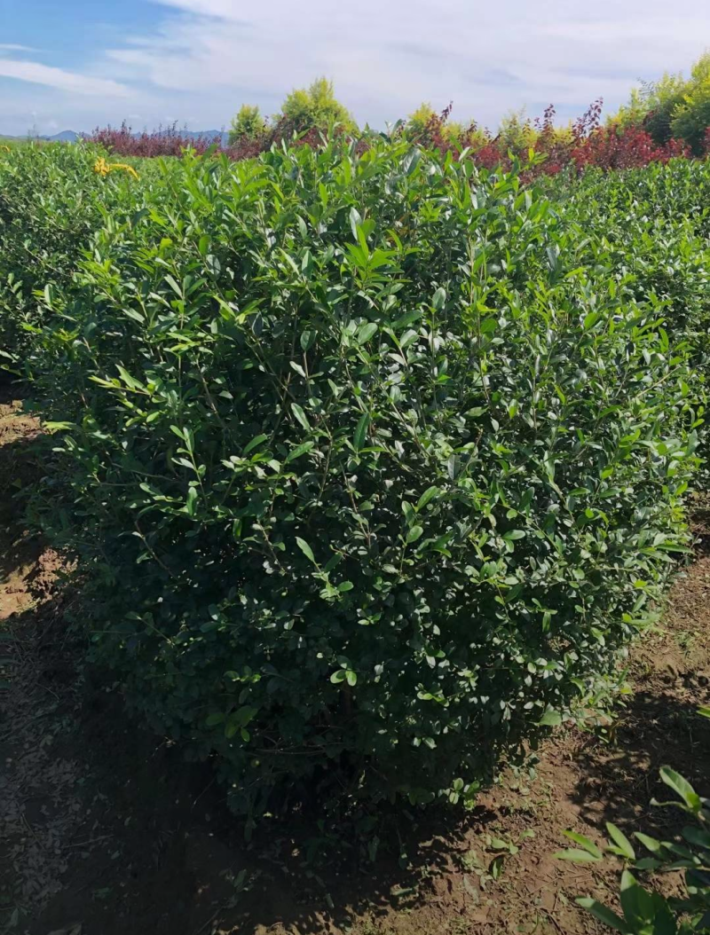 水蜡球120/150/180高度规格齐全成活率高价格优惠