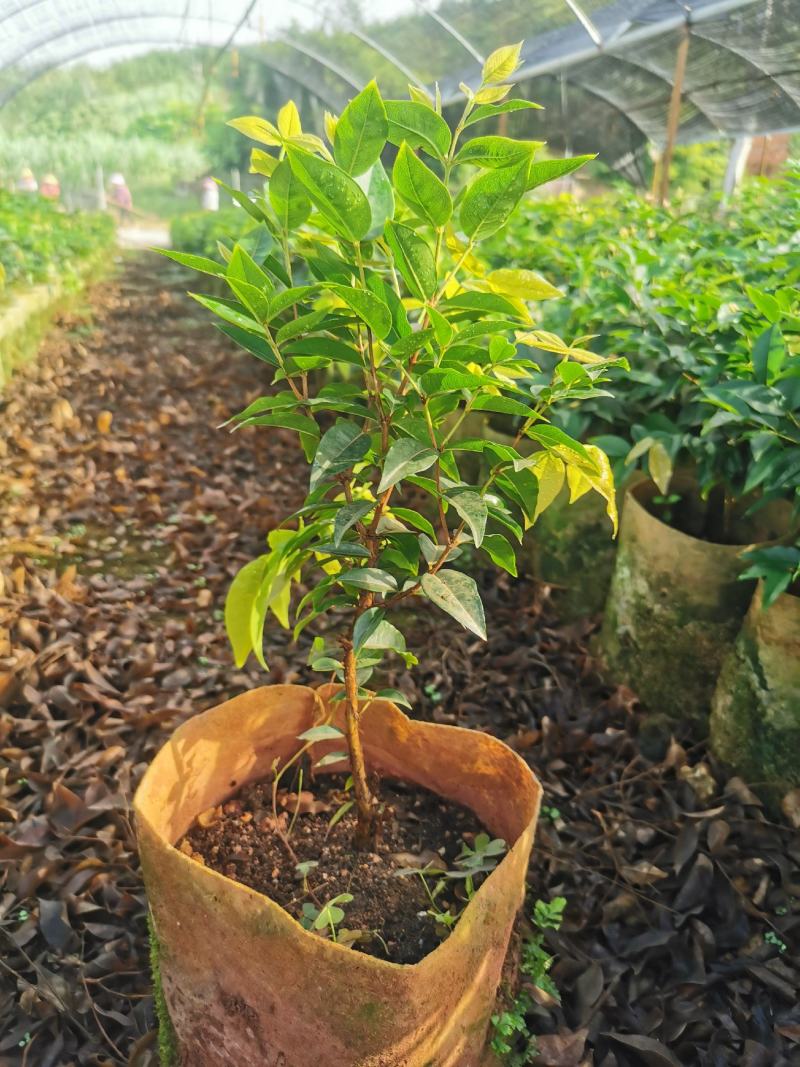 艾斯卡嘉宝四季挂果果苗，2年树苗，品种纯正，大型苗甫直供