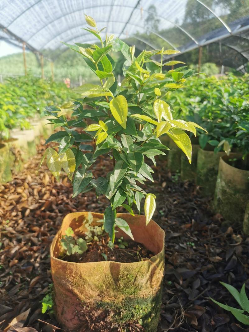 艾斯卡嘉宝四季挂果果苗，2年树苗，品种纯正，大型苗甫直供