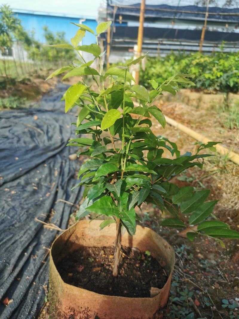艾斯卡嘉宝四季挂果果苗，2年树苗，品种纯正，大型苗甫直供