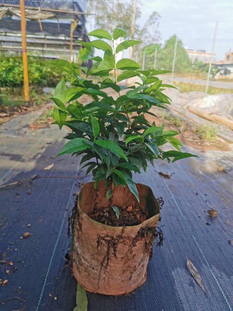 艾斯卡嘉宝四季挂果果苗，2年树苗，品种纯正，大型苗甫直供