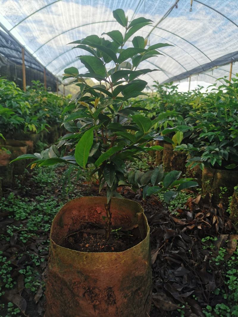 艾斯卡嘉宝四季挂果果苗，2年树苗，品种纯正，大型苗甫直供