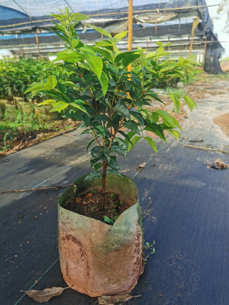 艾斯卡嘉宝四季挂果果苗，2年树苗，品种纯正，大型苗甫直供