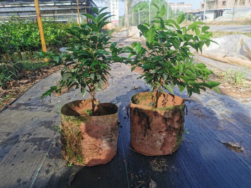 艾斯卡嘉宝四季挂果果苗，2年树苗，品种纯正，大型苗甫直供