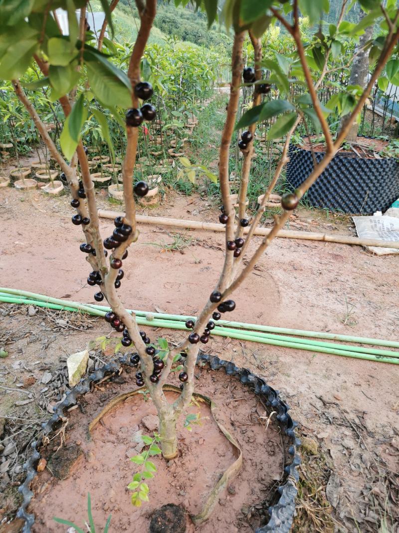 艾斯卡嘉宝四季挂果果苗，2年树苗，品种纯正，大型苗甫直供