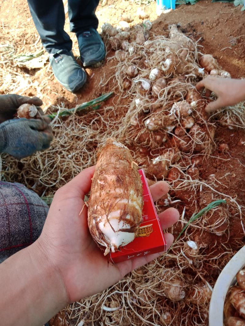 贵州芋头一手货源。量大从优。需要你老板联系质量好。